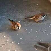 ヒメ日記 2025/11/05 06:49 投稿 ともえ 鶯谷おかあさん