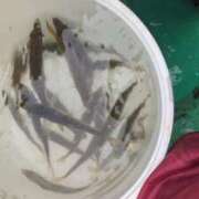 ヒメ日記 2025/11/06 17:09 投稿 ともえ 鶯谷おかあさん