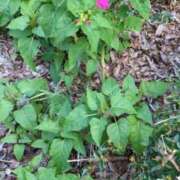 ヒメ日記 2025/11/08 06:59 投稿 ともえ 鶯谷おかあさん