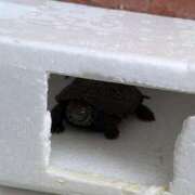 ヒメ日記 2025/11/12 06:23 投稿 ともえ 鶯谷おかあさん