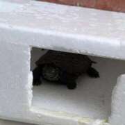 ヒメ日記 2025/11/12 06:29 投稿 ともえ 鶯谷おかあさん