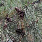 ヒメ日記 2025/11/14 06:38 投稿 ともえ 鶯谷おかあさん