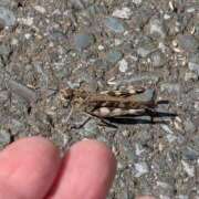 ヒメ日記 2025/11/16 07:20 投稿 ともえ 鶯谷おかあさん