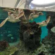 ヒメ日記 2025/11/16 08:49 投稿 ともえ 鶯谷おかあさん