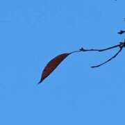 ヒメ日記 2025/11/18 06:50 投稿 ともえ 鶯谷おかあさん