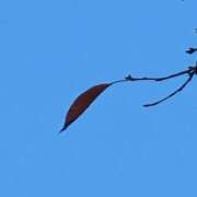 ヒメ日記 2025/11/18 06:59 投稿 ともえ 鶯谷おかあさん