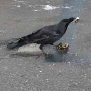 ヒメ日記 2025/11/22 06:49 投稿 ともえ 鶯谷おかあさん