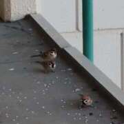 ヒメ日記 2025/11/23 06:49 投稿 ともえ 鶯谷おかあさん