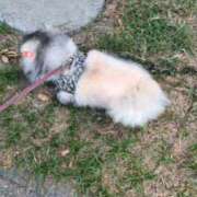 ヒメ日記 2025/11/24 06:59 投稿 ともえ 鶯谷おかあさん