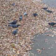 ヒメ日記 2025/11/28 07:03 投稿 ともえ 鶯谷おかあさん