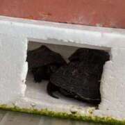 ヒメ日記 2025/12/03 06:44 投稿 ともえ 鶯谷おかあさん