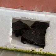 ヒメ日記 2025/12/03 06:49 投稿 ともえ 鶯谷おかあさん