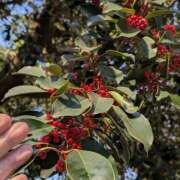 ヒメ日記 2025/12/05 07:10 投稿 ともえ 鶯谷おかあさん