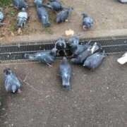 ヒメ日記 2025/12/10 07:09 投稿 ともえ 鶯谷おかあさん