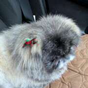 ヒメ日記 2025/12/24 14:36 投稿 ともえ 鶯谷おかあさん