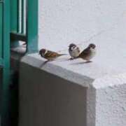 ヒメ日記 2025/12/27 06:59 投稿 ともえ 鶯谷おかあさん