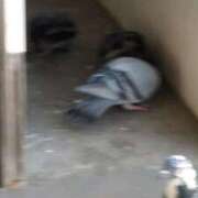 ヒメ日記 2025/12/28 07:09 投稿 ともえ 鶯谷おかあさん