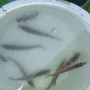 ヒメ日記 2025/12/30 16:39 投稿 ともえ 鶯谷おかあさん