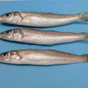 ヒメ日記 2025/12/31 18:08 投稿 ともえ 鶯谷おかあさん