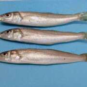 ヒメ日記 2025/12/31 18:19 投稿 ともえ 鶯谷おかあさん