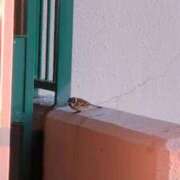 ヒメ日記 2026/01/04 07:19 投稿 ともえ 鶯谷おかあさん