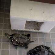 ヒメ日記 2026/01/07 06:55 投稿 ともえ 鶯谷おかあさん