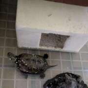 ヒメ日記 2026/01/07 07:09 投稿 ともえ 鶯谷おかあさん