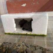 ヒメ日記 2026/01/12 06:41 投稿 ともえ 鶯谷おかあさん