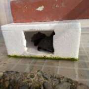 ヒメ日記 2026/01/12 06:59 投稿 ともえ 鶯谷おかあさん