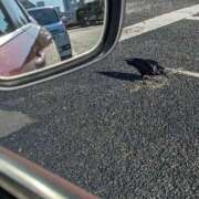 ヒメ日記 2026/01/15 11:25 投稿 ともえ 鶯谷おかあさん