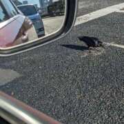 ヒメ日記 2026/01/15 11:39 投稿 ともえ 鶯谷おかあさん