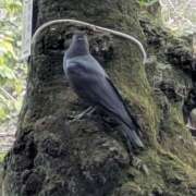 ヒメ日記 2026/01/16 07:09 投稿 ともえ 鶯谷おかあさん