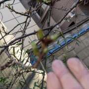 ヒメ日記 2026/01/17 07:02 投稿 ともえ 鶯谷おかあさん