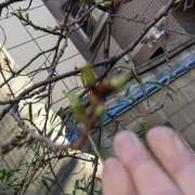 ヒメ日記 2026/01/17 07:19 投稿 ともえ 鶯谷おかあさん