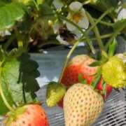 ヒメ日記 2026/01/22 15:49 投稿 ともえ 鶯谷おかあさん