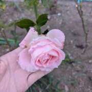 ヒメ日記 2026/01/30 07:03 投稿 ともえ 鶯谷おかあさん