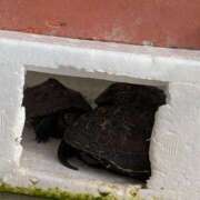 ヒメ日記 2026/02/02 06:48 投稿 ともえ 鶯谷おかあさん