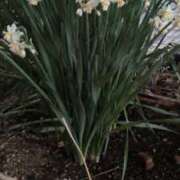 ヒメ日記 2026/02/03 07:12 投稿 ともえ 鶯谷おかあさん