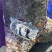 ヒメ日記 2026/02/03 18:52 投稿 ともえ 鶯谷おかあさん