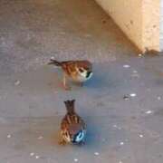 ヒメ日記 2026/02/04 06:59 投稿 ともえ 鶯谷おかあさん