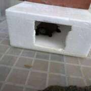 ヒメ日記 2026/02/20 06:39 投稿 ともえ 鶯谷おかあさん