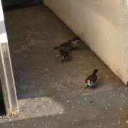 ヒメ日記 2026/02/21 06:56 投稿 ともえ 鶯谷おかあさん