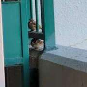 ヒメ日記 2026/02/27 07:22 投稿 ともえ 鶯谷おかあさん