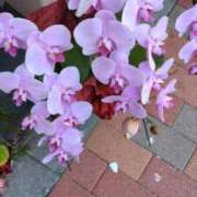 ヒメ日記 2026/03/04 06:49 投稿 ともえ 鶯谷おかあさん