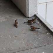 ヒメ日記 2026/03/07 06:51 投稿 ともえ 鶯谷おかあさん