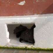 ヒメ日記 2026/03/13 06:20 投稿 ともえ 鶯谷おかあさん