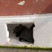 ヒメ日記 2026/03/13 06:29 投稿 ともえ 鶯谷おかあさん