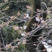 ヒメ日記 2026/03/19 10:02 投稿 ともえ 鶯谷おかあさん