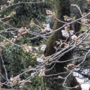 ヒメ日記 2026/03/19 10:21 投稿 ともえ 鶯谷おかあさん