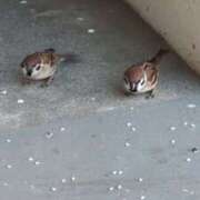 ヒメ日記 2026/03/22 06:19 投稿 ともえ 鶯谷おかあさん